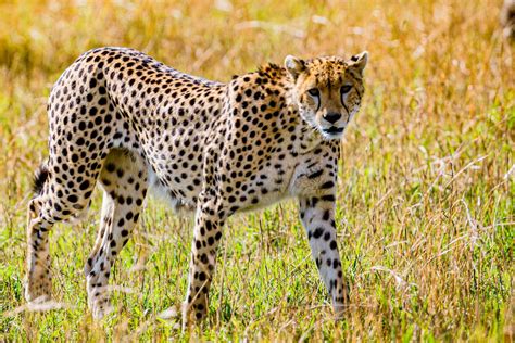 Cheetah Reintroduction In India A Detailed Explanation