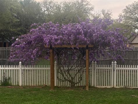 How To Make A Wisteria Arbor