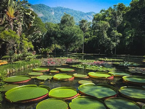 Frei Leandro O Criador Do Lago Das Vit Rias R Gias Do Jardim Nico