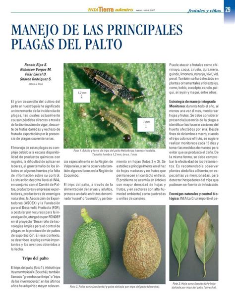 Pdf Manejo De Las Principales Plagas Del Palto Dokumen Tips