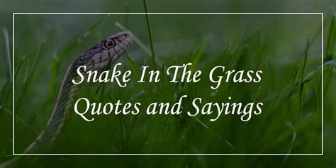 Snake In The Grass Quotes Will Make You Alert Dp Sayings