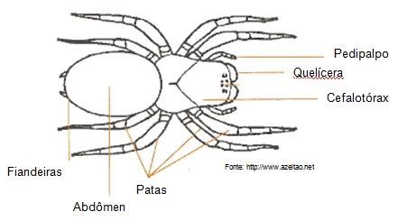 Aracnídeo Desenho - Aranha, escorpião e ácaro: Aracnídeos do Filo dos Artrópodes