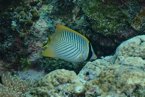 Poisson Papillon Chevrons Chaetodon Trifascialis Fiche Poissons