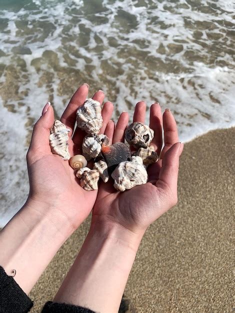 Premium Photo Cropped Hand Of Woman Holding Seashell At Beach