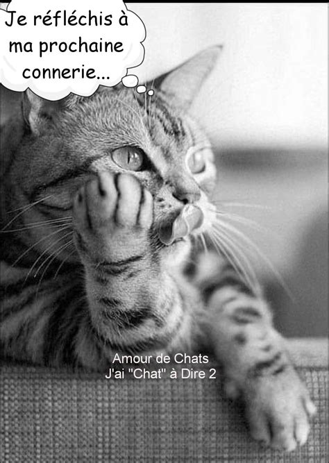 Pingl Par Isabelle Maitrehut Sur Chats En Chat Humour Humour