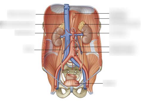 Diagram Of Posterior Abdominal Wall Quizlet