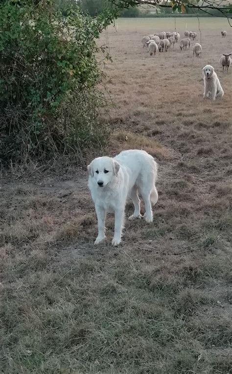 Chien Elevage Du Domaine Des Coeurs Crois S Eleveur De Chiens Chien