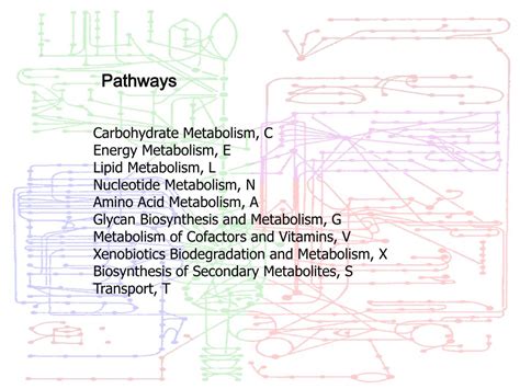 Ppt Three Faces Of Metabolites Pathways Localizations And Network