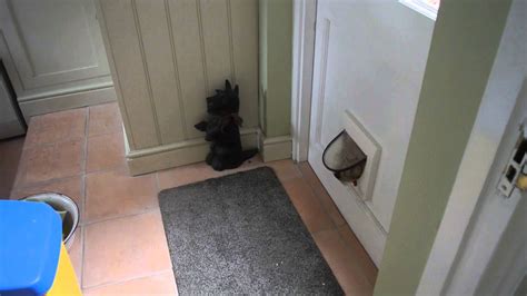 Obese Puppy Struggles Through Cat Flap Youtube