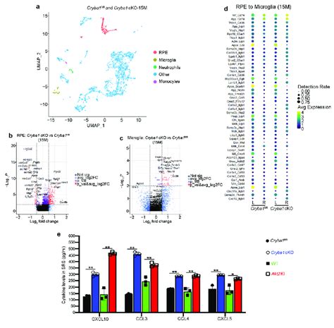 Cryba1 Cko Rpe Cells Interact With Microglial Cells In The Disease Download Scientific Diagram