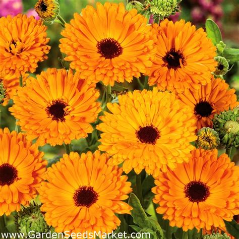 Pot Marigold Ruddles Common Marigold Scotch Marigold Indian Prince 240 Seeds Garden