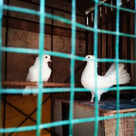 Jual Burung Merpati Putih Sepasang Satuan Ready Jantan Dan Betina Dara