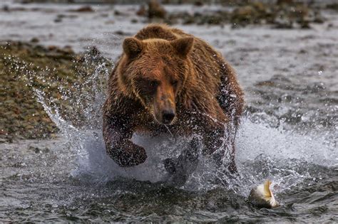 Grizzly Bear About To Catch Fish Fine Art Photo Print | Photos by ...