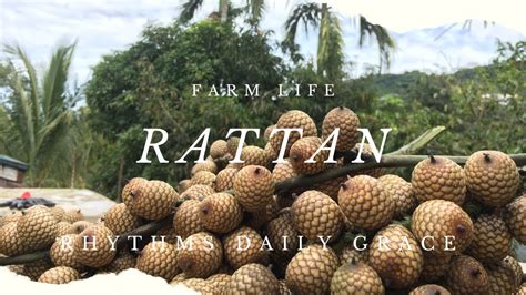 Farm Life 01 Harvesting Rattan Fruit YouTube