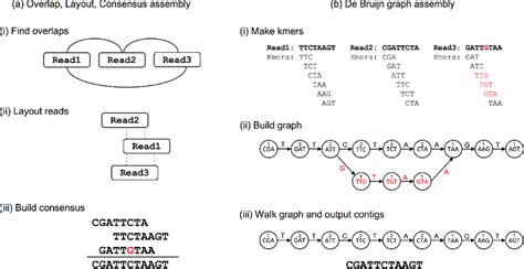 Two Different Approaches To Genome Assembly A In Overlap Layout