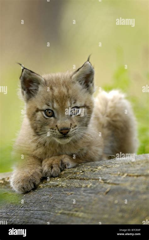 Eurasian Lynx Lynx Lynx Juvenile Stock Photo Alamy