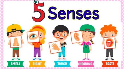 Sense organs | five senses | Our senses | Sense organs name | Sense ...