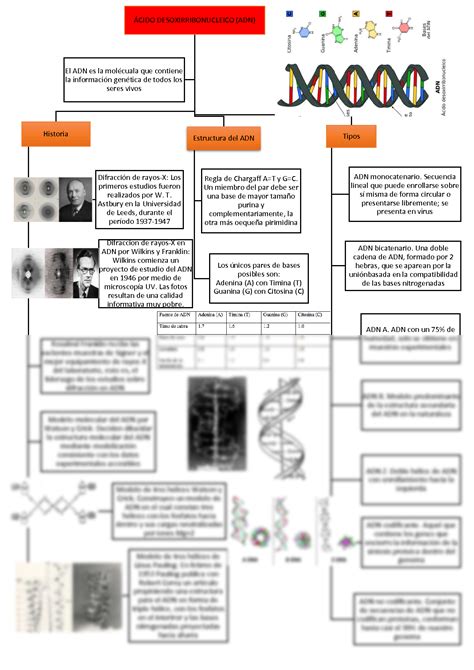 SOLUTION: MAPA CONCEPTUAL DEL ADN y ARN - Studypool