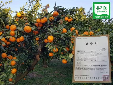 산지직송 제주도 유기농 감귤 5kg 10kg 제철농산물 마을기업 싸리재