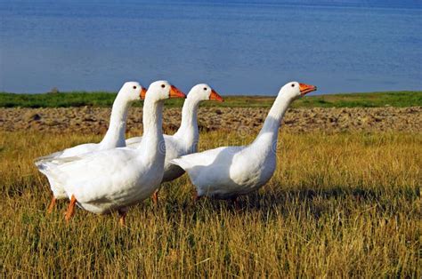 Gansos Dom Sticos Y Patos Caminan A Lo Largo De La Orilla Del R O