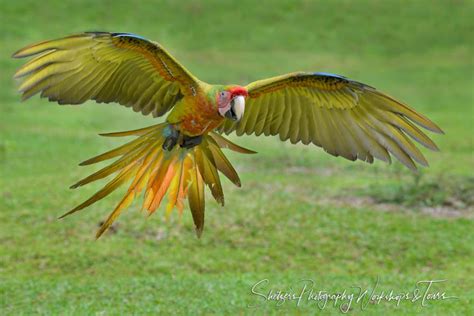 Great Green Macaw Flying