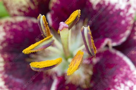 Reproductive Organs Of A Lily Flower Stock Image C0146442