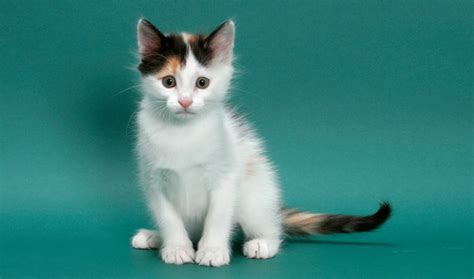 Turkish Van Cat Breed Information - Vetstreet | Vetstreet