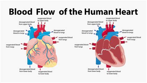 What Is Valvular Heart Disease Symptoms And Prevention