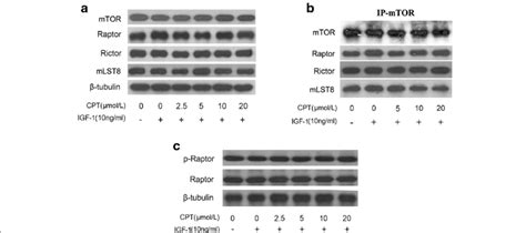 Cpt Does Not Affect Mtorc1 Formation Serum Starved Rh30 Cells Were