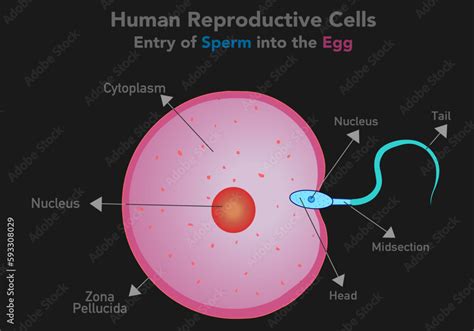 Sperm Cell Entry Into The Ovum Egg Cell Fertilizer Reproduction