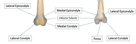 Condyle Bone Marking