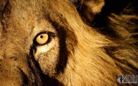 angry lion image  laptop wallpaper eyes   jasonf