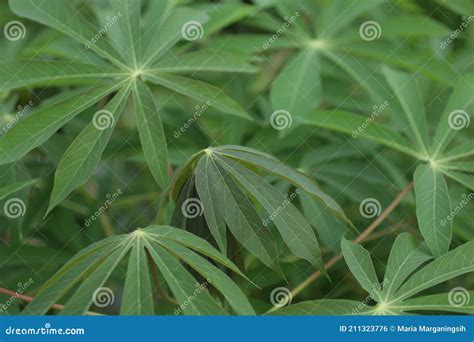 Green Cassava Tree In The Cultivated Field Cassava Manihot Esculenta