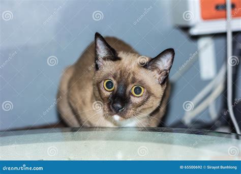 A Little Male Tabby Cat Lying Eye Contact. Stock Photo - Image of cage ...