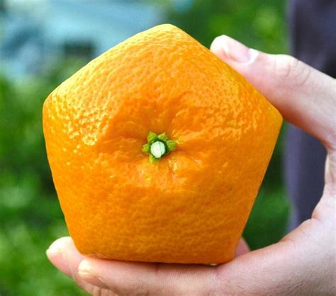 These Pentagon Shaped Oranges From Japan Are As Real As Your Average Orange