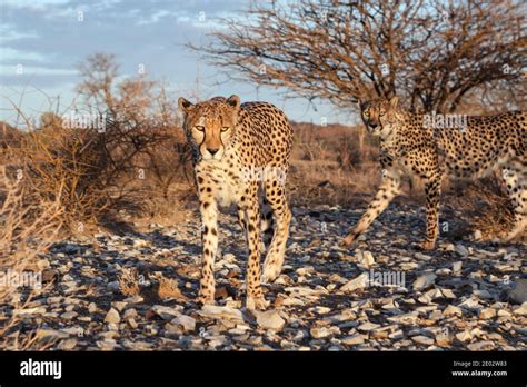 Male Subadult Cheetah Acinonyx Jubatus Kalahari Basin Namibia Stock