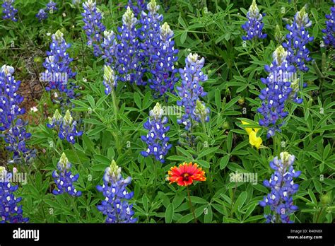 Indian Blanket With Texas Bluebonnet Hi Res Stock Photography And