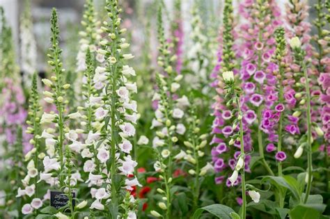 How To Grow Foxgloves Bbc Gardeners World Magazine