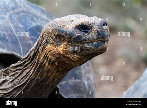 Close Up Of The Head And Face Of A Galapagos Giant Tortoise On Floreana