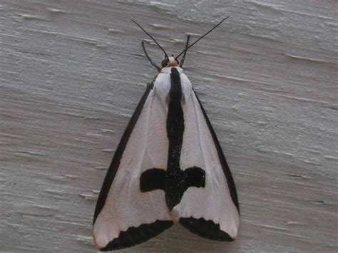 Der Blog!: The most goth moth