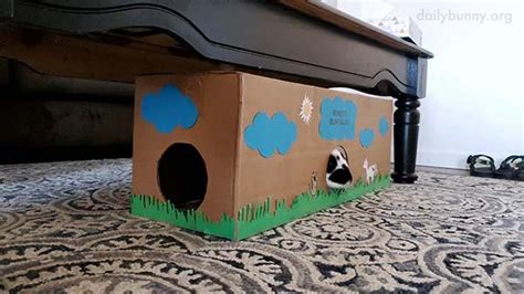 Bunny's New Bungalow Inside His New House — The Daily Bunny