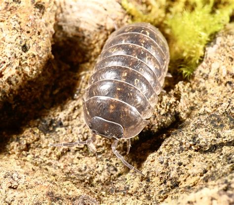 Armadillidium Vulgare Armadillidium Vulgare Flickr