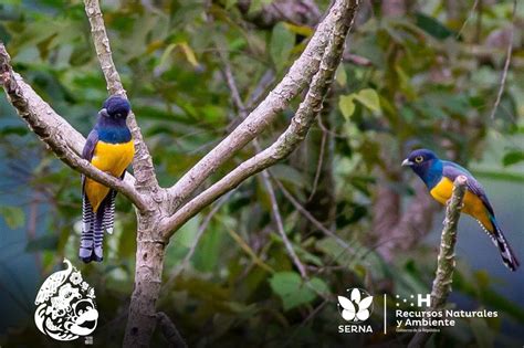 Secretaría de Recursos Naturales Ambiente y Minas on Twitter Esta