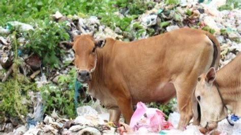 Stok Hewan Kurban Di Pesisir Barat Lampung Cukup Untuk Idul Adha