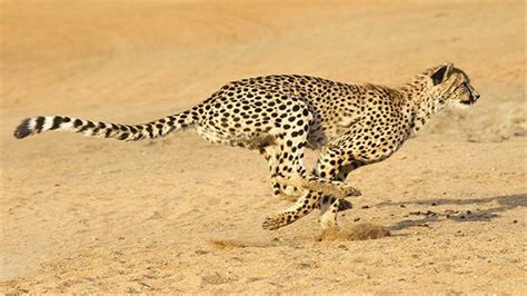 Cheetahs Tail Facts चीते की पूंछ रफ्तार बढ़ाने में करती है मदद जानिए