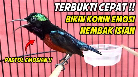 PANCINGAN KONIN GACOR FULL NEMBAK ISIAN TAJAM 99 COCOK BUAT MASTERAN