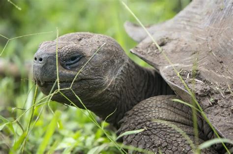 Tortuga GalÁpagos Características Comportamiento Hábitat Cumbre Pueblos