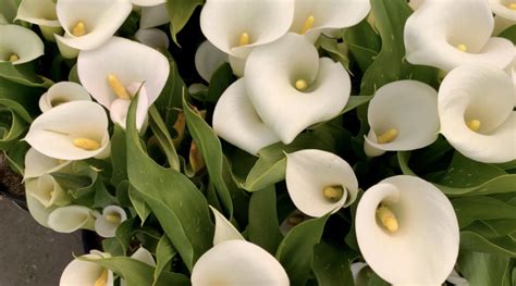 How to Plant and Grow Calla Lily