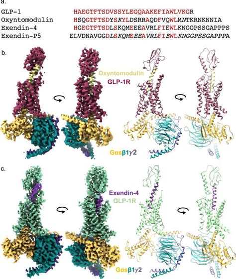 Structural Research Of G Protein Coupled Receptors GPCRs Class B1