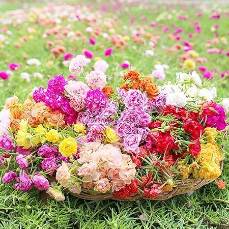 Amazon Moss Rose Seeds Portulaca Grandiflora Seeds Showy Drought